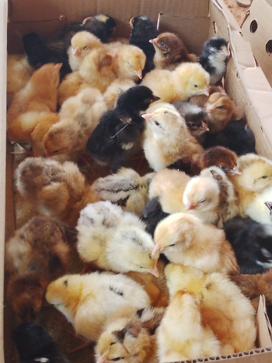 Poussins Groupe Succès Avicole